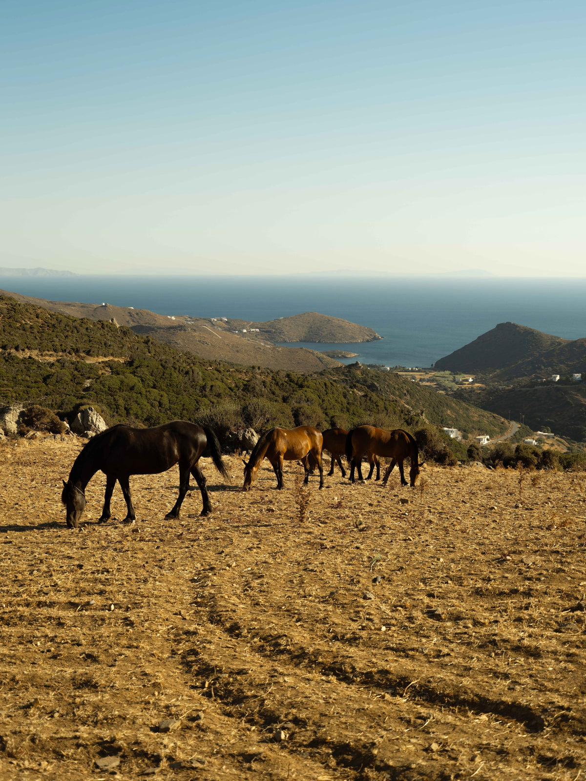 Horses above the bay on Andros, Greece, photographed by Mika Michopoulou